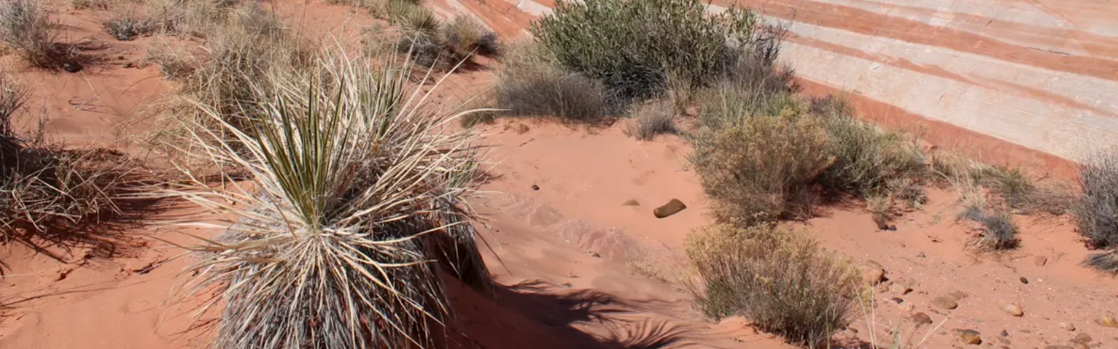 10 Best Day Trips From Las Vegas, NV