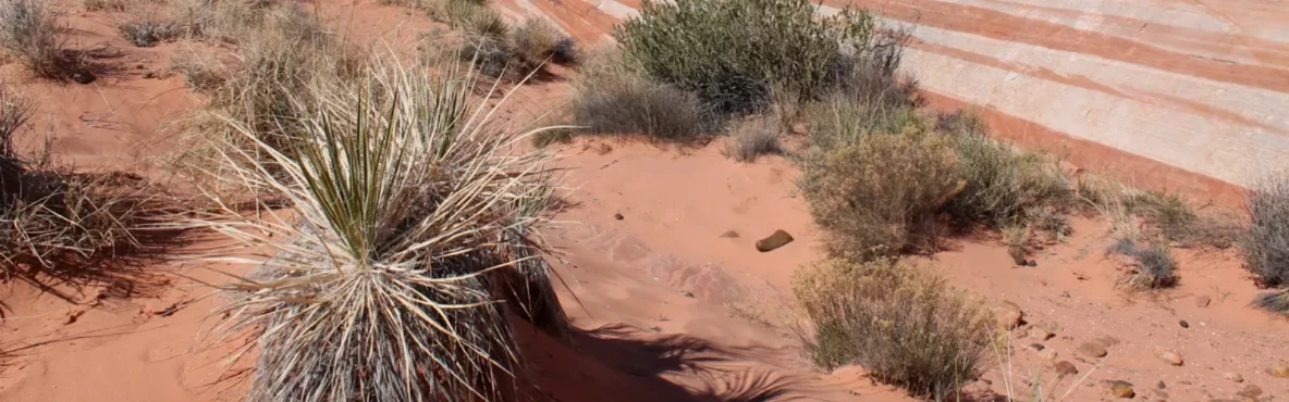 10 Best Day Trips From Las Vegas, NV